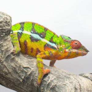 Panther Chameleon Complete Care Guide