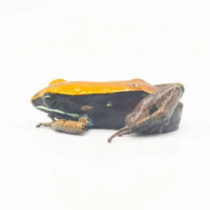 Mantella Betsileo