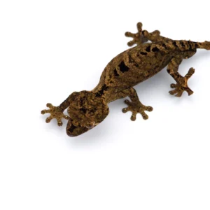 Uroplatus True Ebenaui