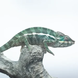 CB Nosy Be Panther Chameleons