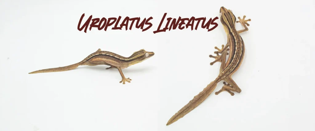 Uroplatus Lineatus