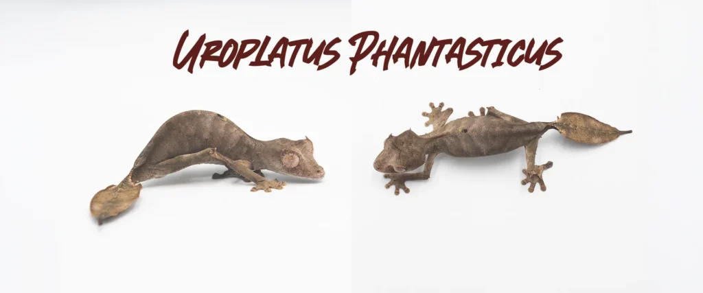 Uroplatus Phantasticus Care Sheet
