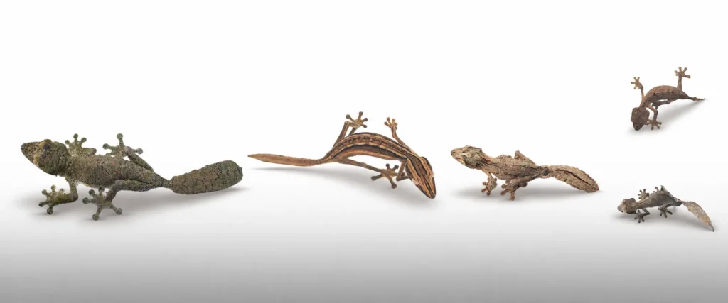 Uroplatus geckos varieties