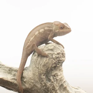 Nosy Be Panther Chameleons Females