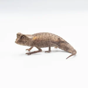 Brookesia Stumpffi